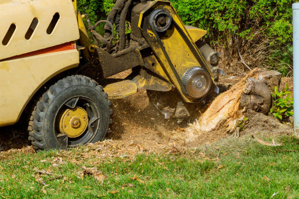 Best Lawn Mowing  in St Marys, WV
